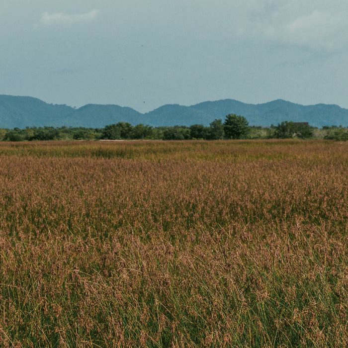padi field with stretch of mountain in the background